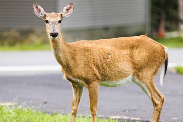 ‘Runaway deer’: Deer caught dashing through Sam’s Club