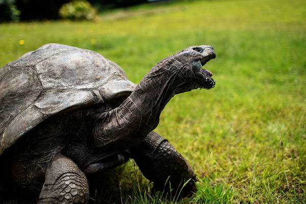 World’s oldest land animal, Jonathan the tortoise, celebrates 190th birthday
