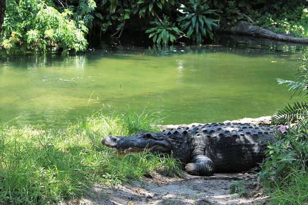 Man jumps into alligator enclosure at Busch Gardens in Tampa