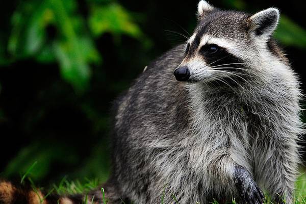 Video shows Connecticut woman rescuing daughter from aggressive raccoon