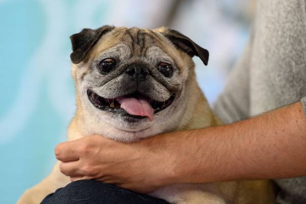 ‘No bones day’ pug, Noodle, who went viral on TikTok has died