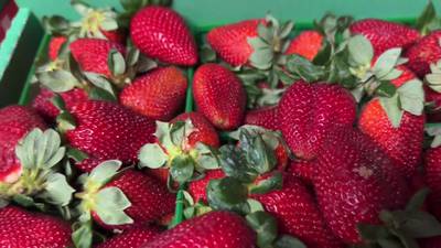 Poteet Strawberry Festival 2024 is Coming
