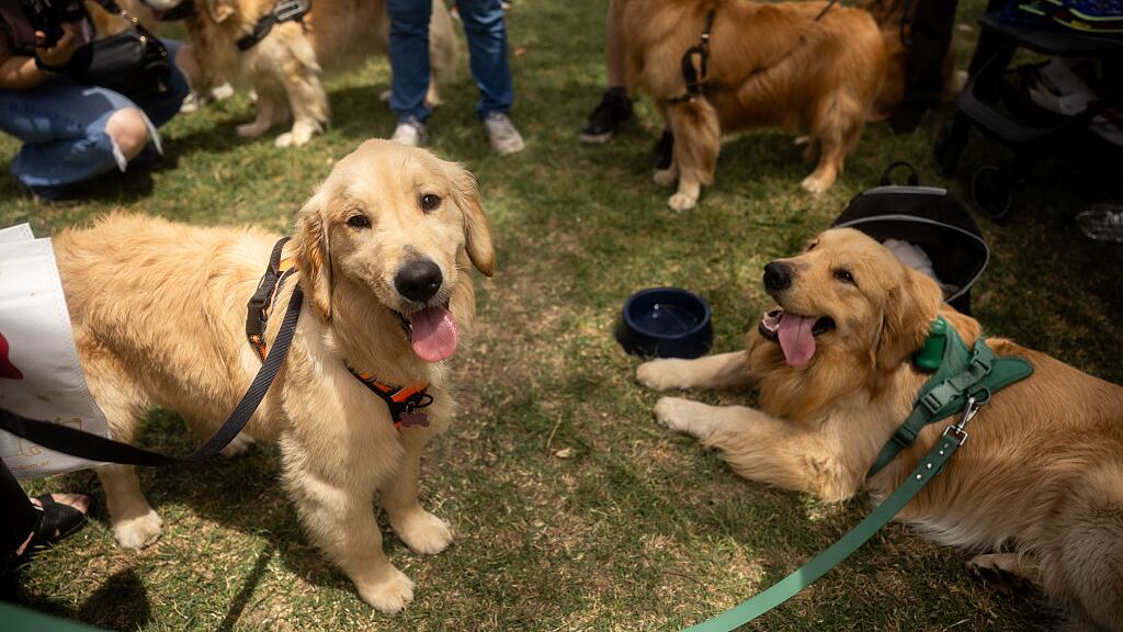 Golden retrievers